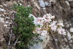 Sedum dasyphyllum L. var. dasyphyllum