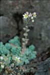 Sedum dasyphyllum L.