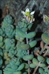 Sedum dasyphyllum L. var. dasyphyllum