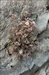 Sedum dasyphyllum L.