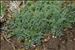 Seseli montanum subsp. nanum (Dufour) O.Bolòs & Vigo