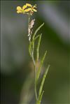 Sinapis arvensis L. subsp. arvensis
