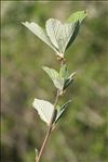 Sorbus aria (L.) Crantz subsp. aria