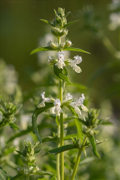 Stachys annua (L.) L.