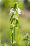 Stachys annua (L.) L.