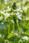 Stachys annua (L.) L.