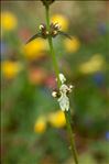 Stachys annua (L.) L.