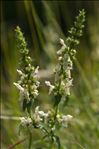 Stachys annua (L.) L.