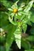 Bidens tripartita subsp. bullata (L.) Rouy