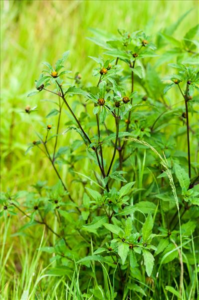 Bidens tripartita L. subsp. tripartita