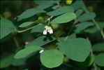 Symphoricarpos albus (L.) S.F.Blake