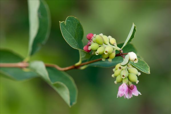 Symphoricarpos albus (L.) S.F.Blake