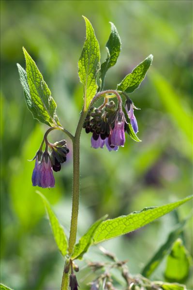 Symphytum officinale L. subsp. officinale