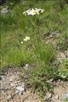 Tanacetum corymbosum (L.) Sch.Bip.