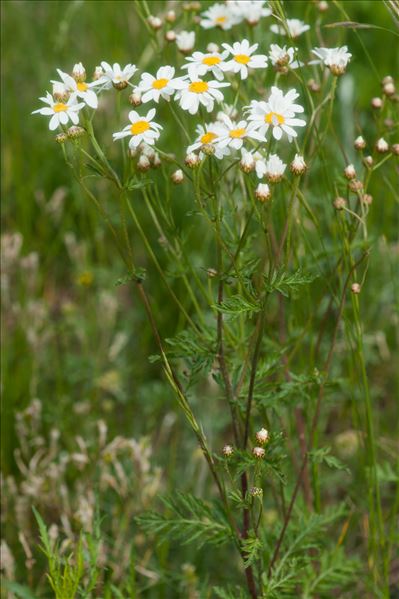 Tanacetum corymbosum (L.) Sch.Bip.