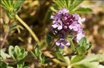 Thymus praecox Opiz