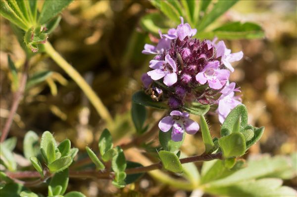 Thymus praecox Opiz