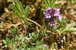 Thymus praecox Opiz