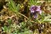 Thymus praecox Opiz