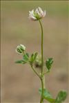 Trifolium nigrescens Viv. subsp. nigrescens
