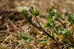 Trifolium nigrescens Viv. subsp. nigrescens