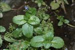 Veronica beccabunga L.