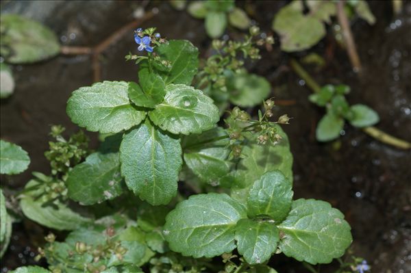Veronica beccabunga L.