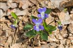 Viola rupestris F.W.Schmidt