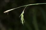 Carex sylvatica Huds.