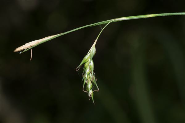 Carex sylvatica Huds. subsp. sylvatica