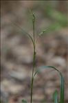 Carex sylvatica Huds. subsp. sylvatica