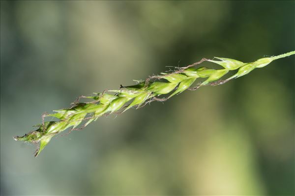 Carex sylvatica Huds.