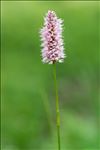 Bistorta officinalis Delarbre