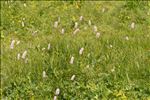 Bistorta officinalis Delarbre