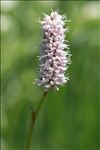 Bistorta officinalis Delarbre