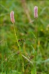 Bistorta officinalis Delarbre