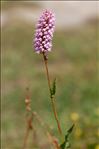 Bistorta officinalis Delarbre