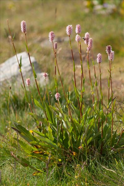 Bistorta officinalis Delarbre