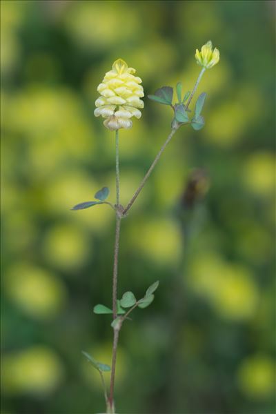 Trifolium campestre Schreb. var. campestre