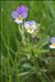Viola tricolor L. subsp. tricolor