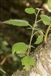 Betula pubescens var. glabrata Wahlenb.