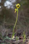 Ophrys lutea Cav. subsp. lutea