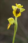 Ophrys lutea Cav. subsp. lutea