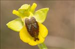 Ophrys lutea Cav. subsp. lutea