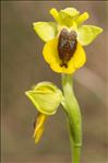 Ophrys lutea Cav. subsp. lutea
