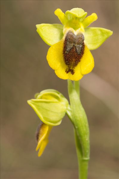 Ophrys lutea Cav. subsp. lutea