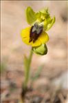 Ophrys lutea Cav. subsp. lutea