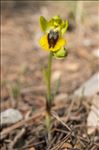 Ophrys lutea Cav. subsp. lutea