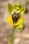 Ophrys lutea Cav. subsp. lutea