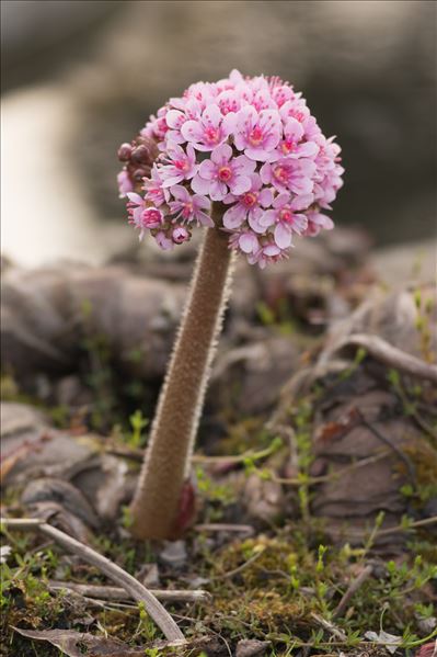 Darmera peltata (Torr. ex Benth.) Voss